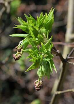 Imagem de Staphylea pinnata L.