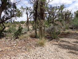 Image de Poa fendleriana (Steud.) Vasey