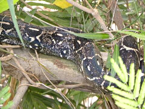 Image of Central American Boa