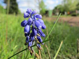 Imagem de Muscari armeniacum H. J. Veitch