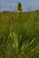 Слика од Platanthera algeriensis Batt. & Trab.