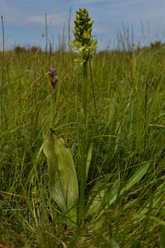 صورة Platanthera algeriensis Batt. & Trab.