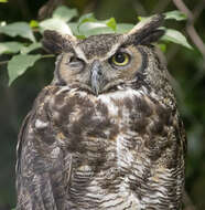 Image of Great Horned Owl