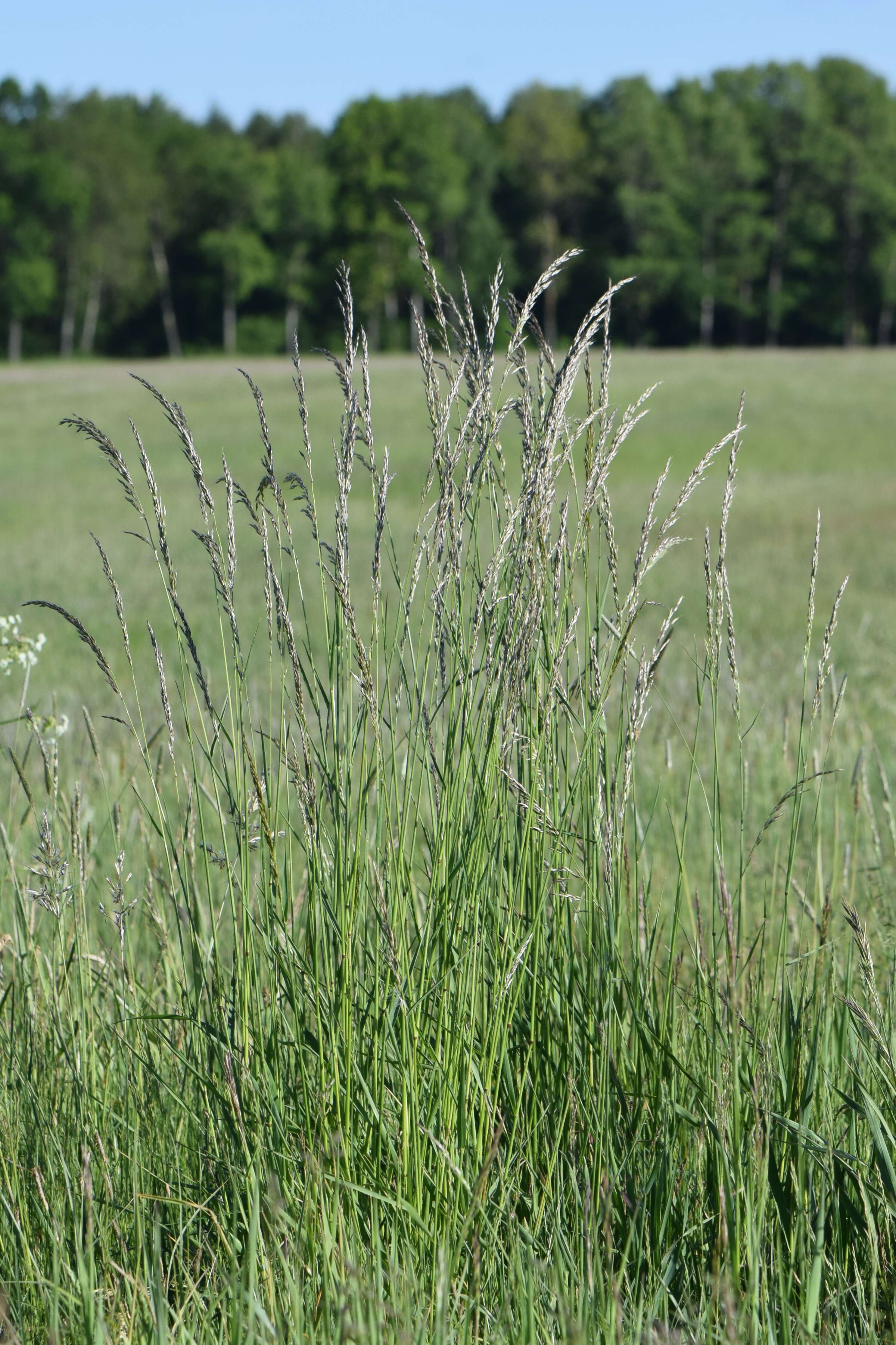 Image of Button Grass