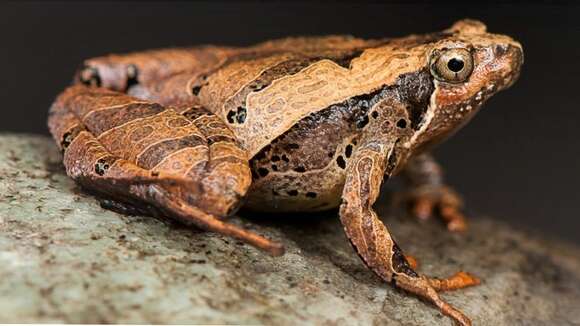 Image of rice frogs