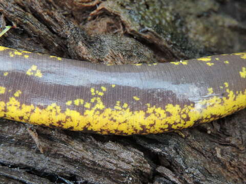 Image of Beaked caecilians