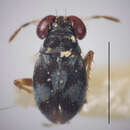 Image of Corallocoris Cobben 1970