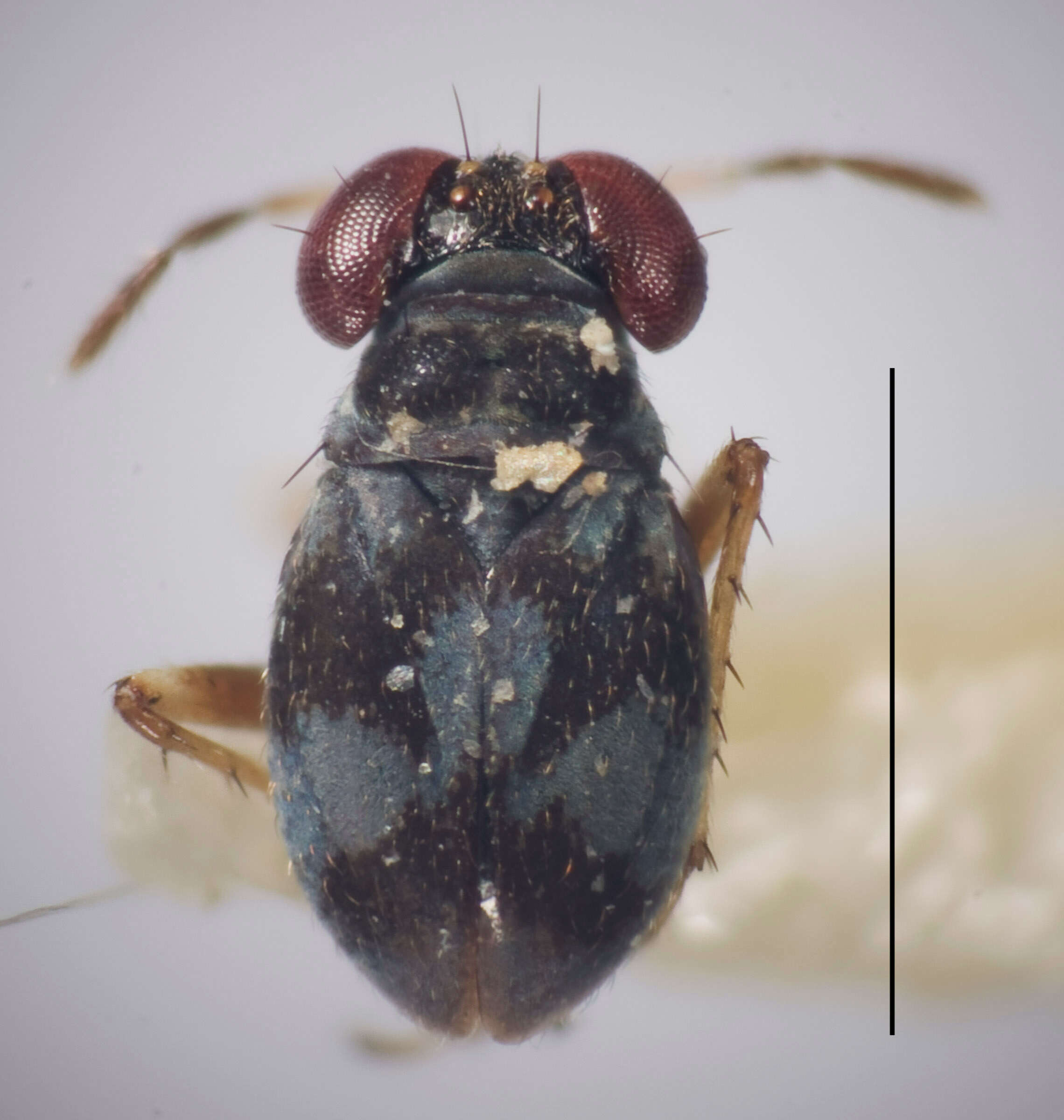 Image of intertidal dwarf bug
