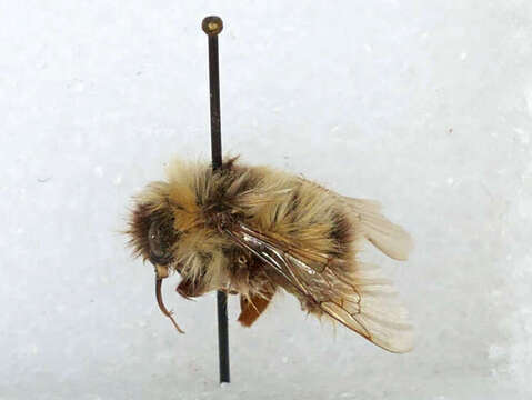 Image of Polar Bumble Bee