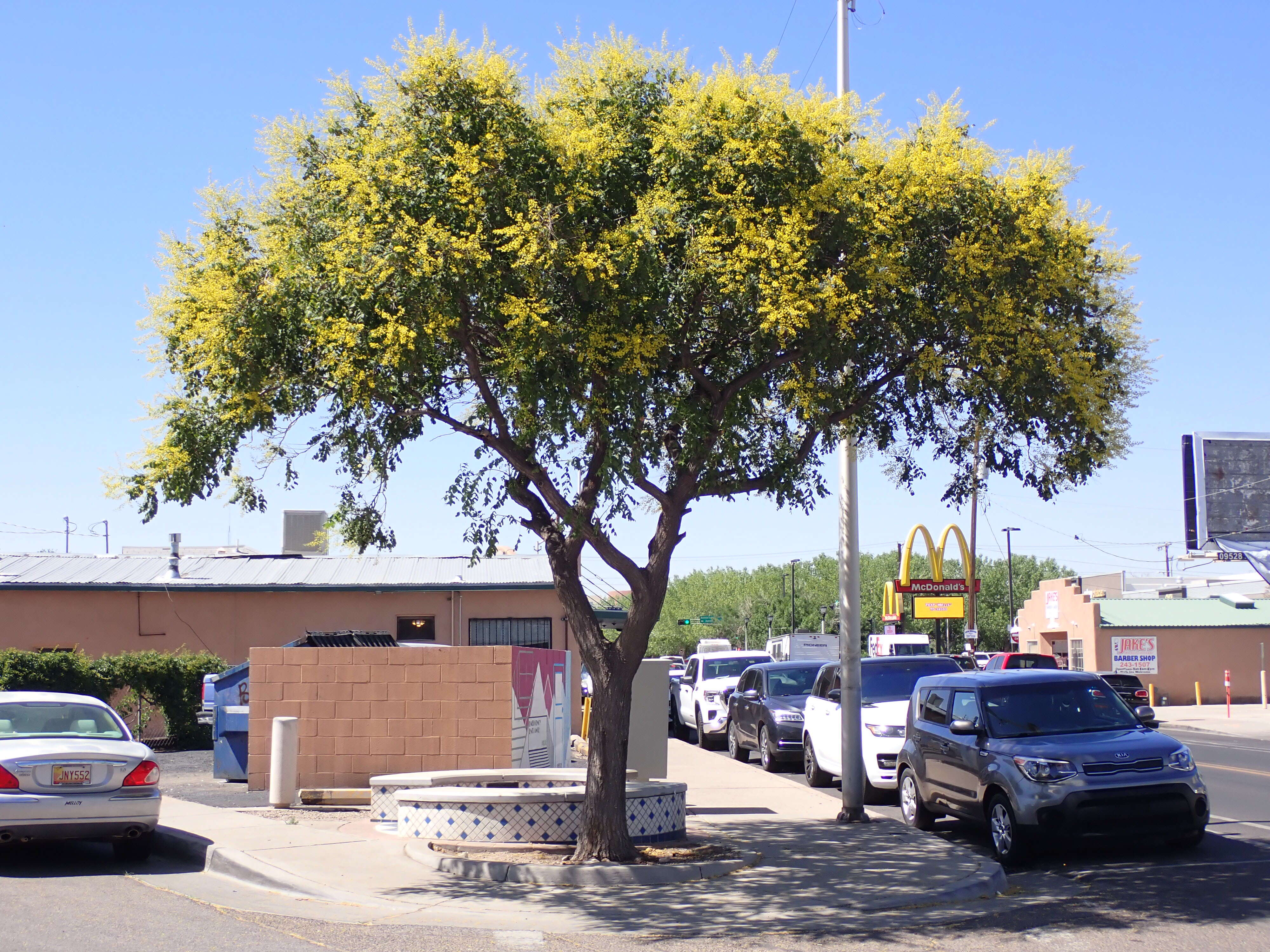 Image of Golden-rain tree