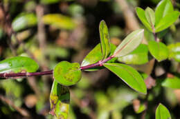 صورة Veronica obtusata Chresem.