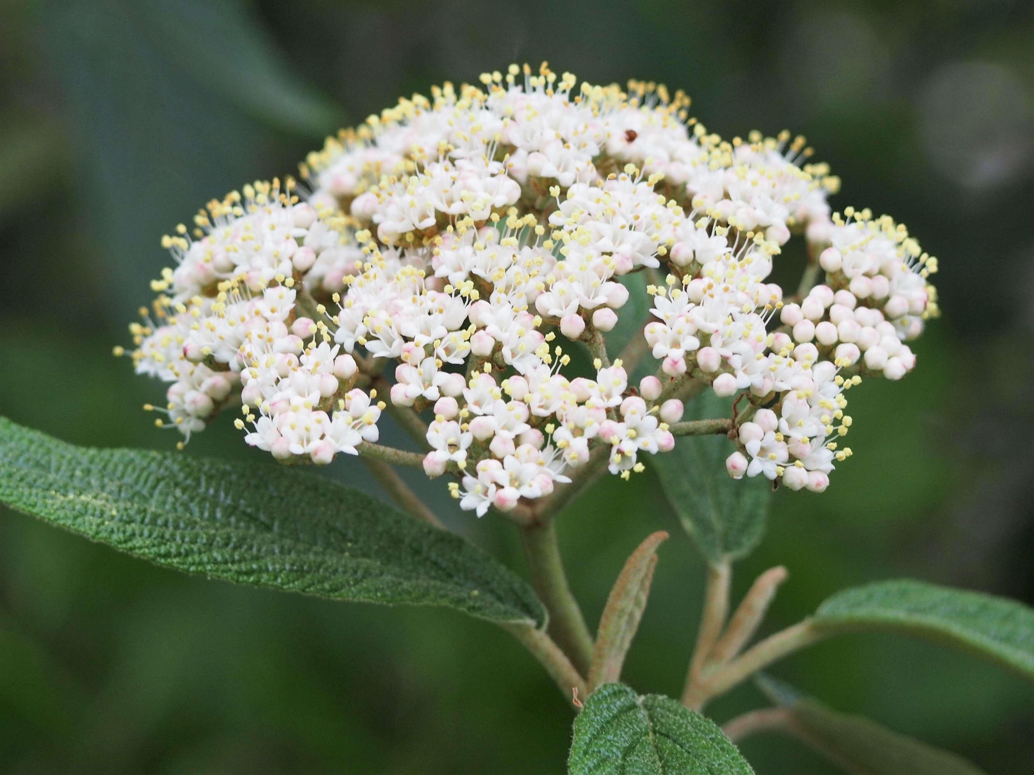 Plancia ëd Viburnum rhytidophyllum Hemsl. ex Forb. & Hemsl.