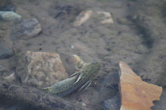 Image of Barred Tiger Salamander