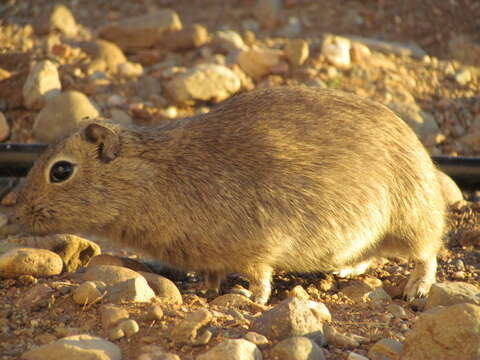 Image of Microcavia H. Gervais & Ameghino 1880