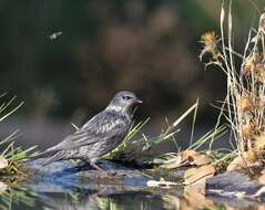 Imagem de Sturnus unicolor Temminck 1820