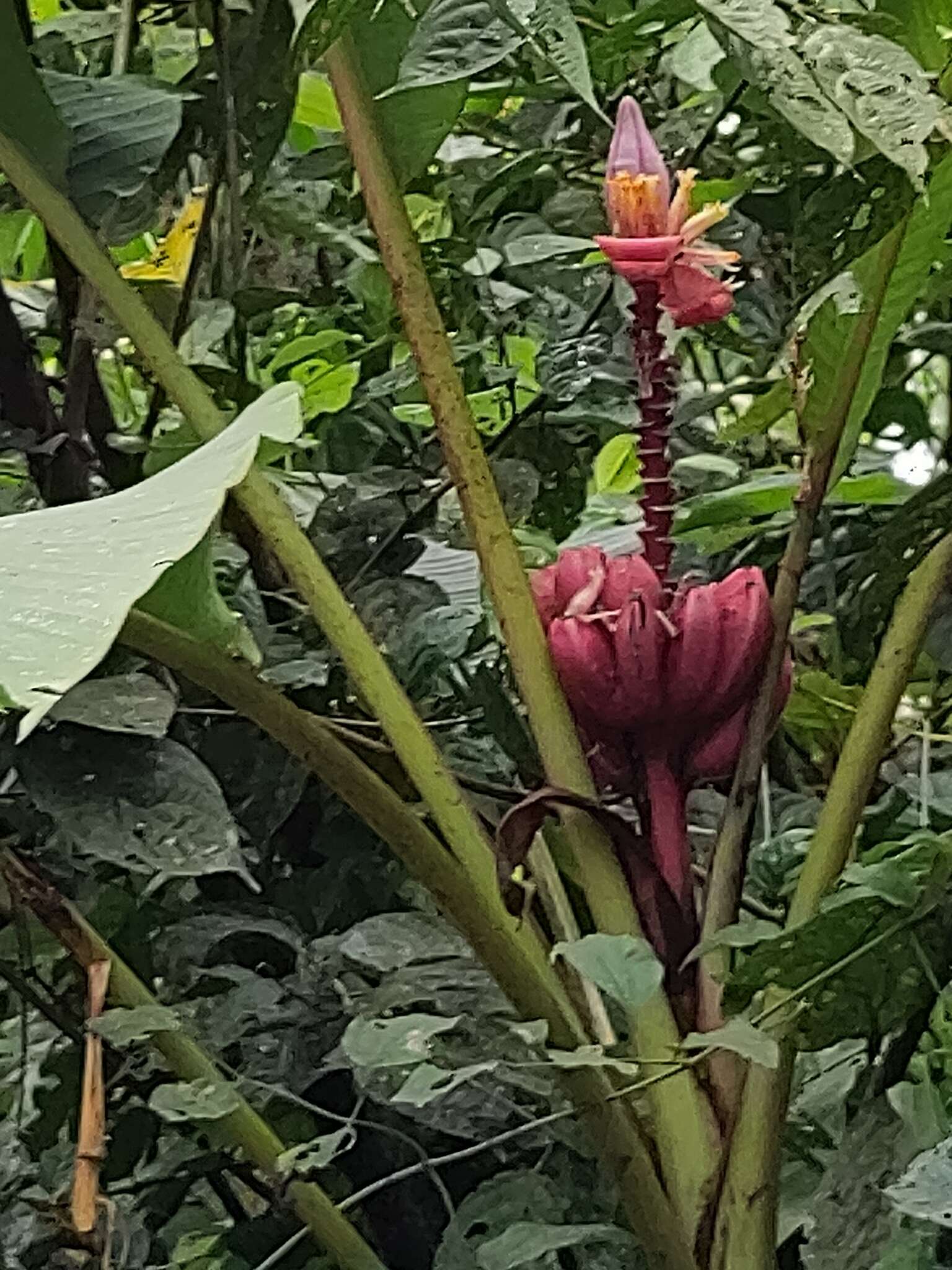 Image of hairy banana