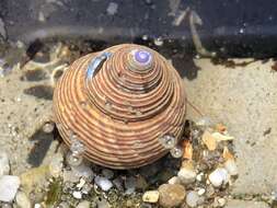 Image de Calliostoma ligatum (Gould 1849)