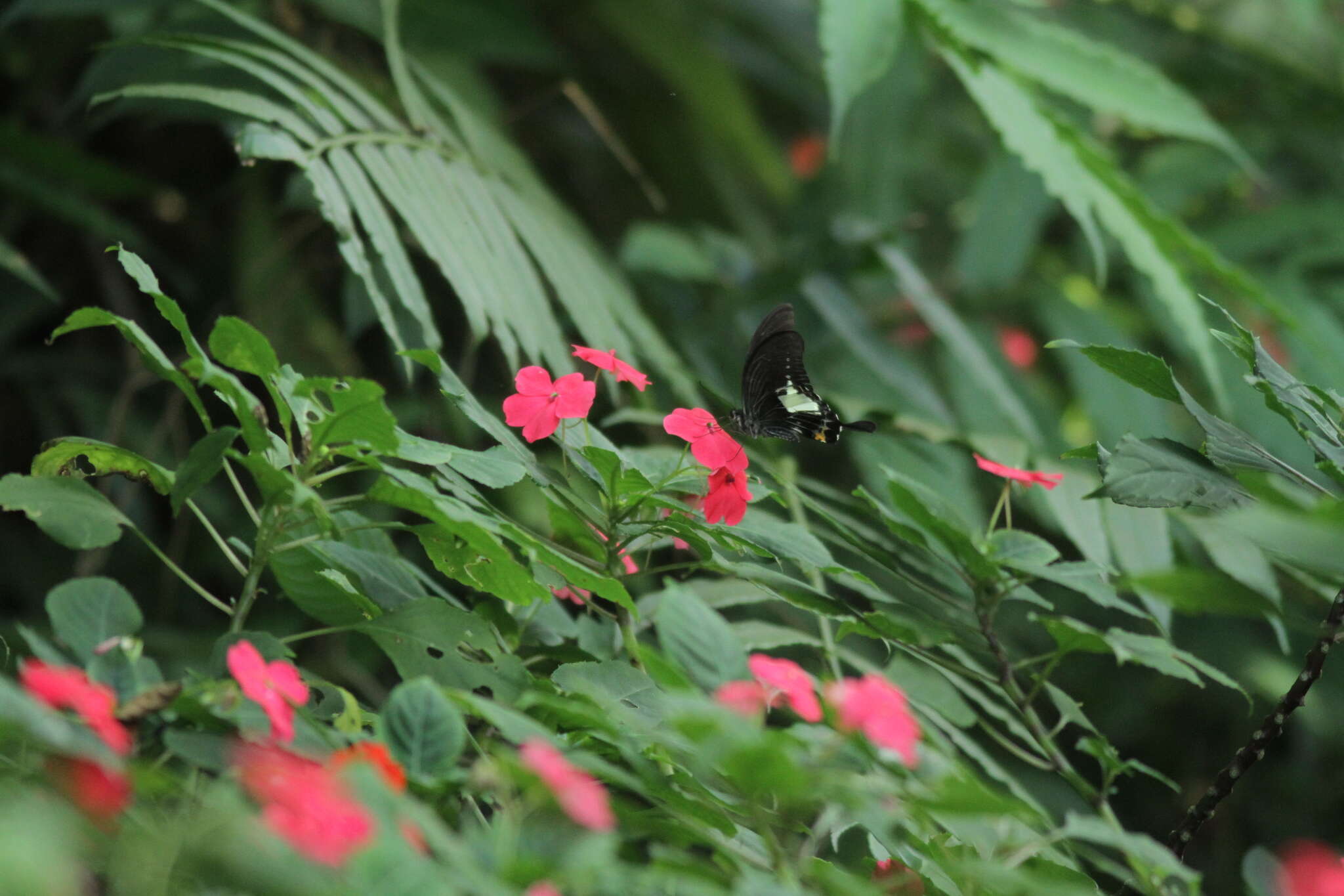 Image of Papilio antonio Hewitson 1875