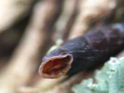 Image of two-toothed door snail