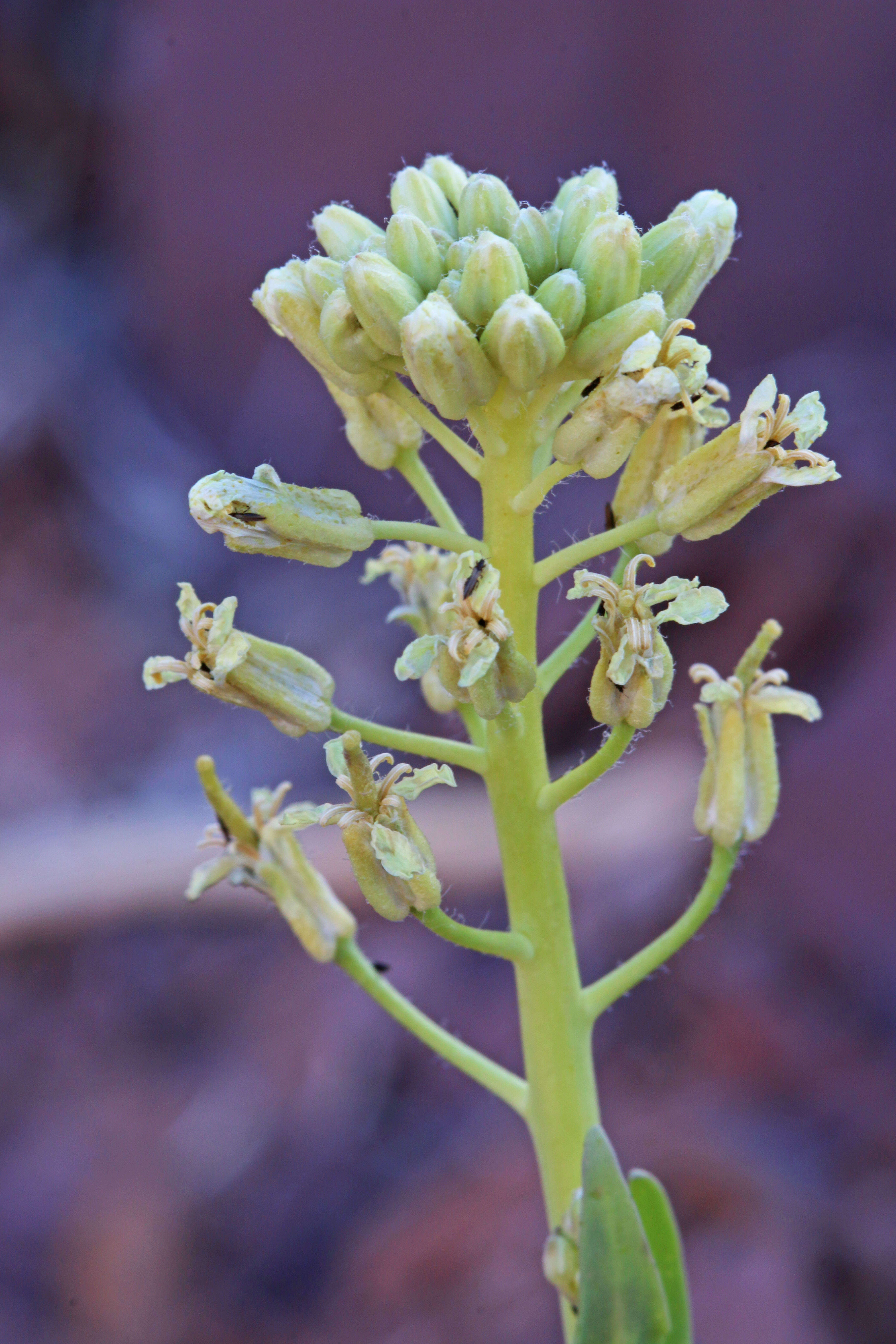 Image of tumblemustard