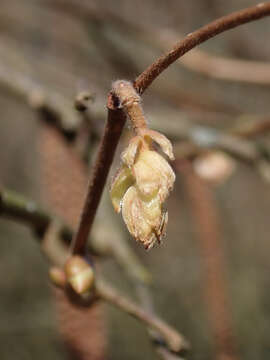 Image of American Hazel