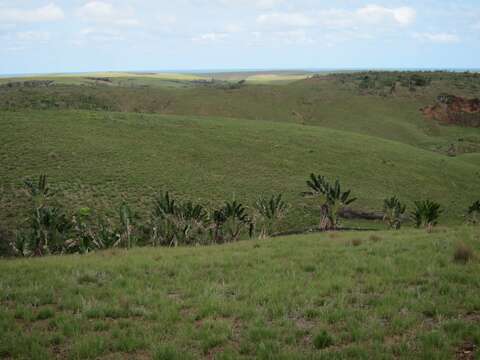 Image of Traveller's Tree