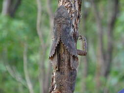 Image of Frilled Lizard