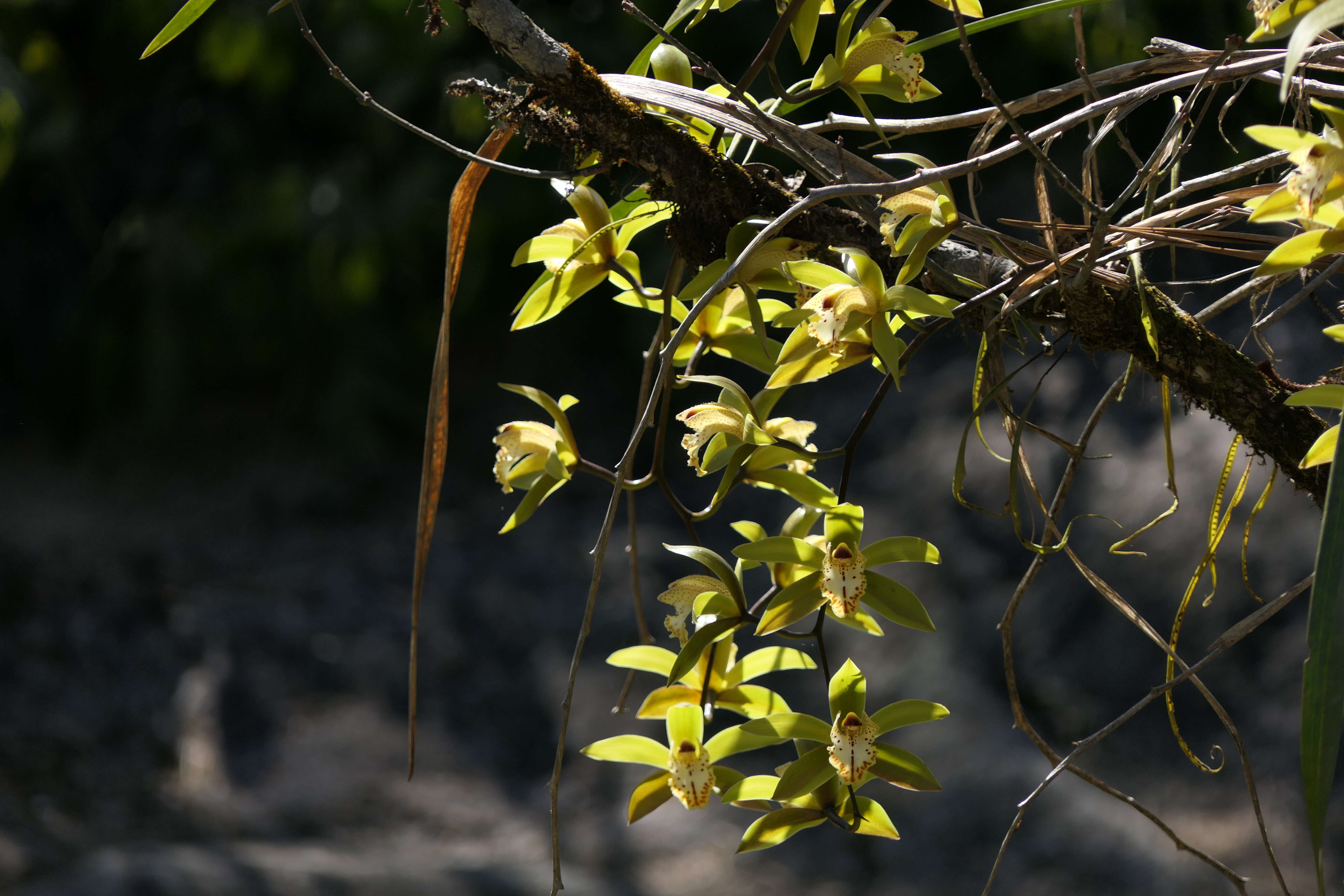 Image of Cymbidium hookerianum Rchb. fil.