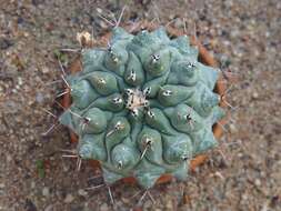 Image of Thelocactus hexaedrophorus (Lem.) Britton & Rose