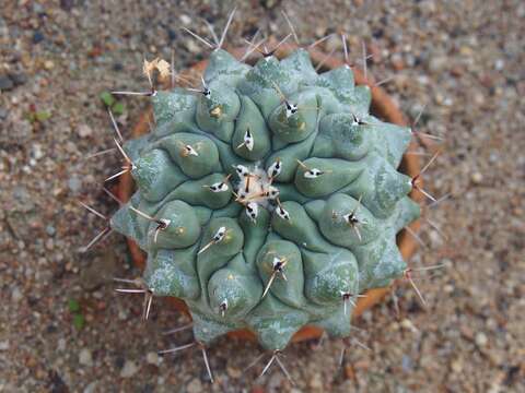 Image of Thelocactus hexaedrophorus (Lem.) Britton & Rose