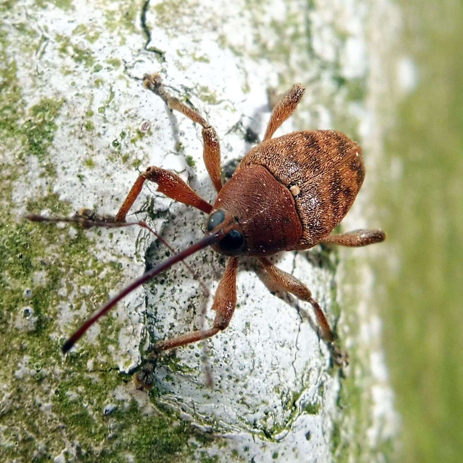 Image of Acorn weevil