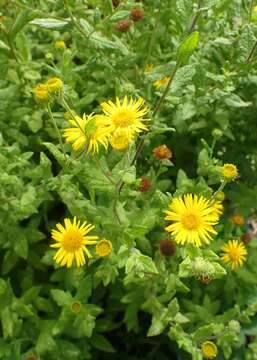 Image of common fleabane