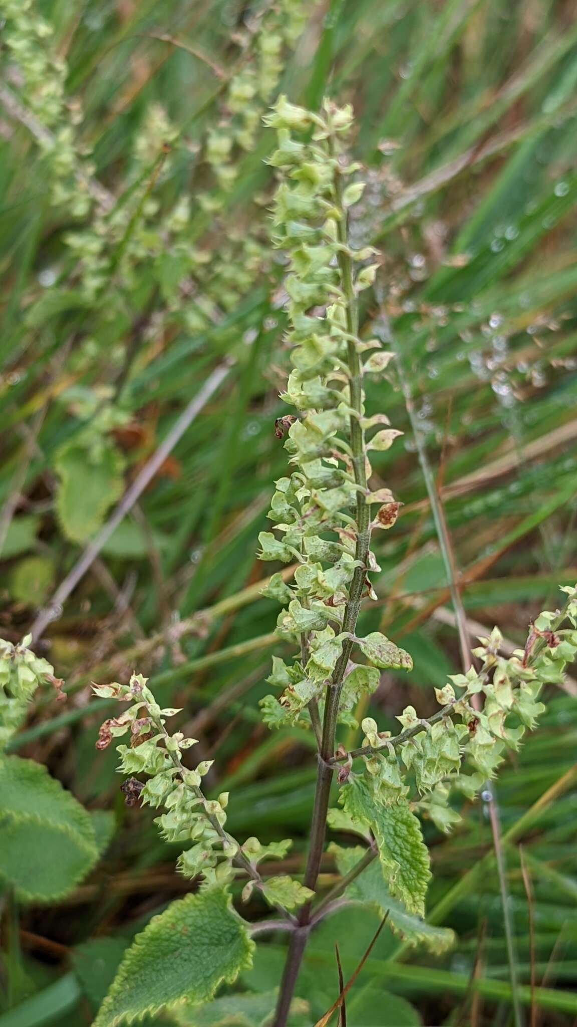 Слика од Teucrium scorodonia L.