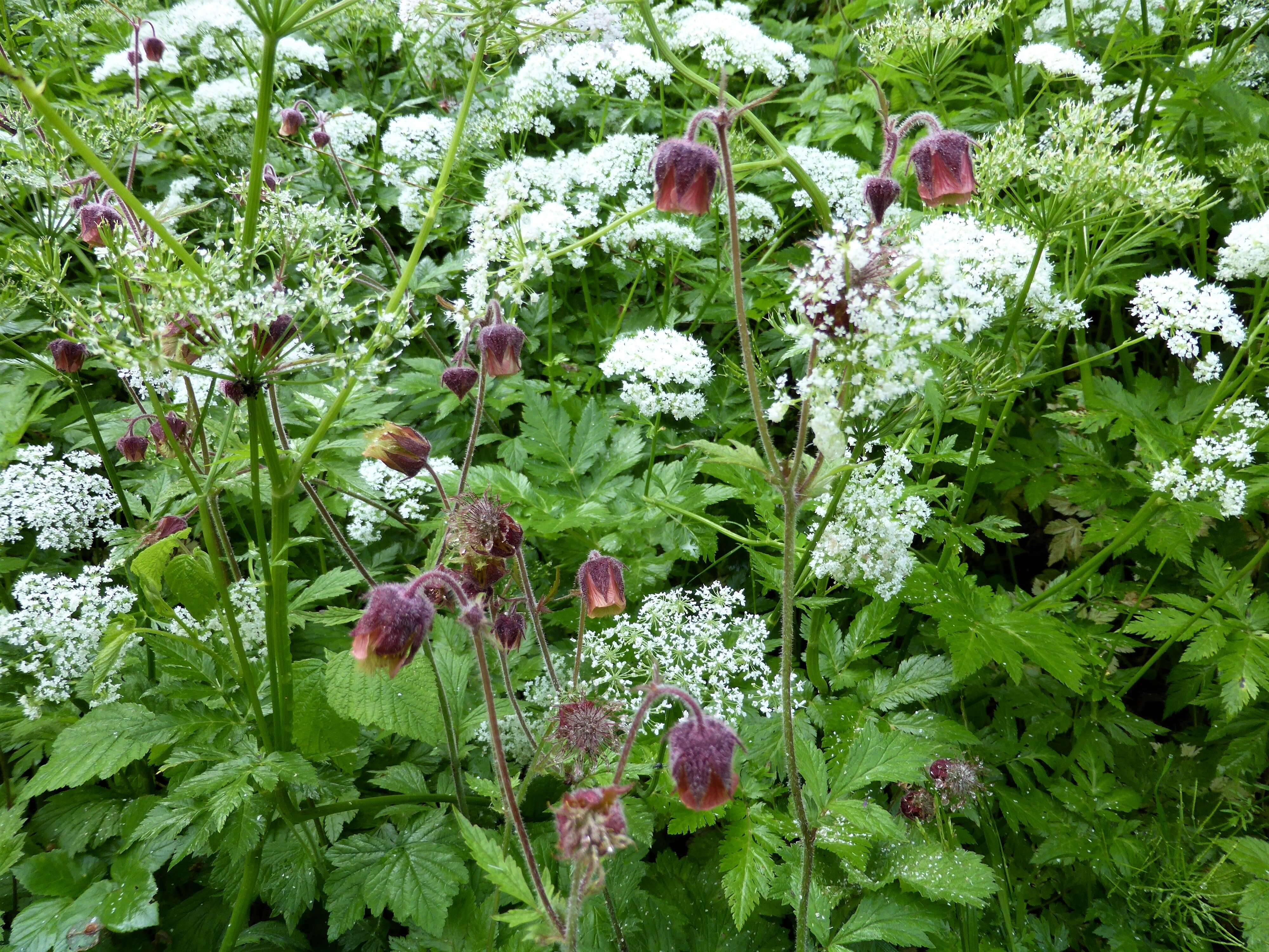 Image of Water Avens