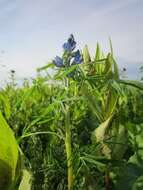 Image of narrowleaf lupine