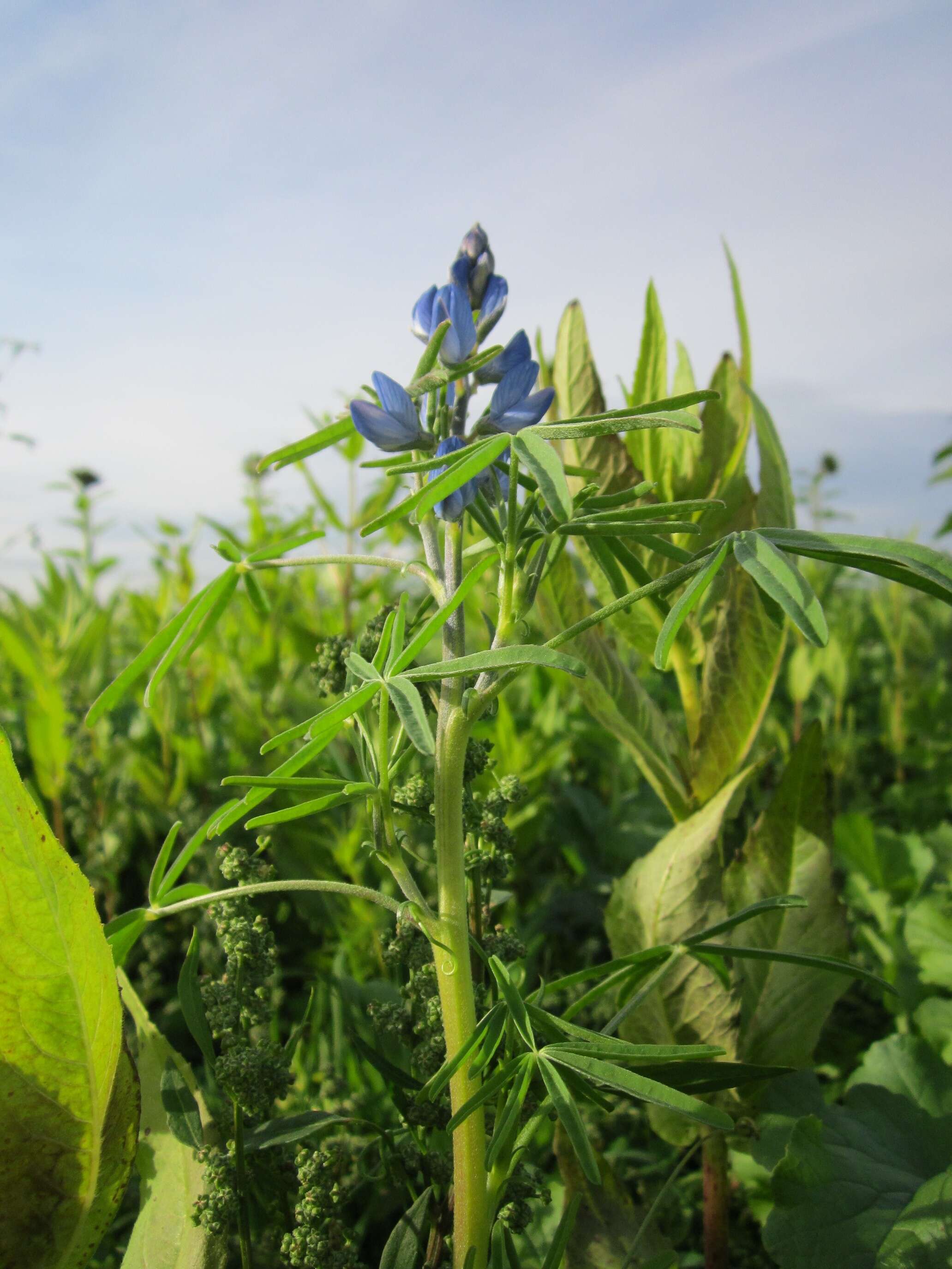 Image of narrowleaf lupine