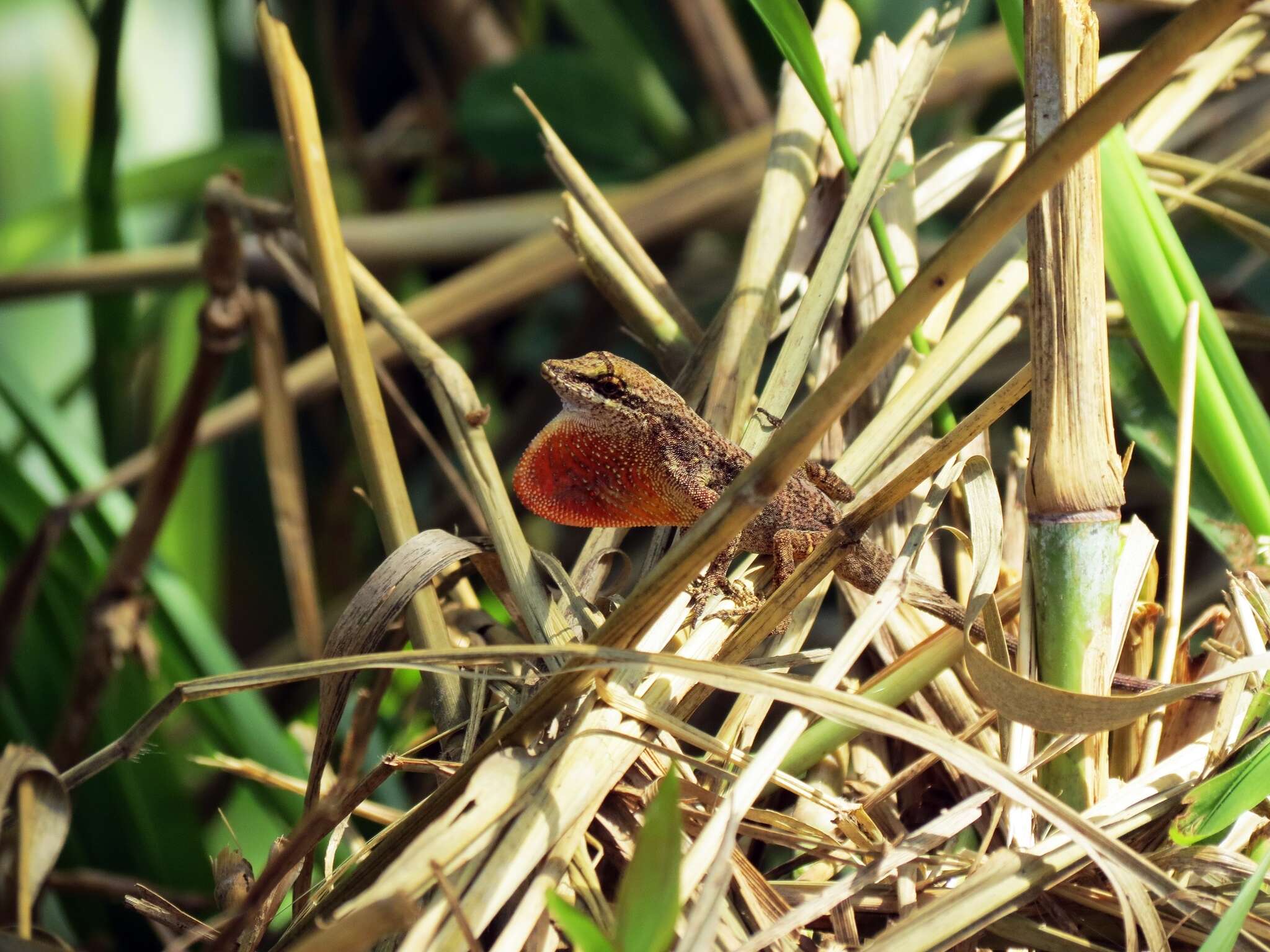 Image of Blemished Anole