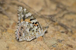 Image of Vanessa cardui