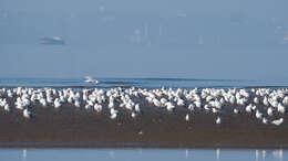 Image of Lesser Crested Tern