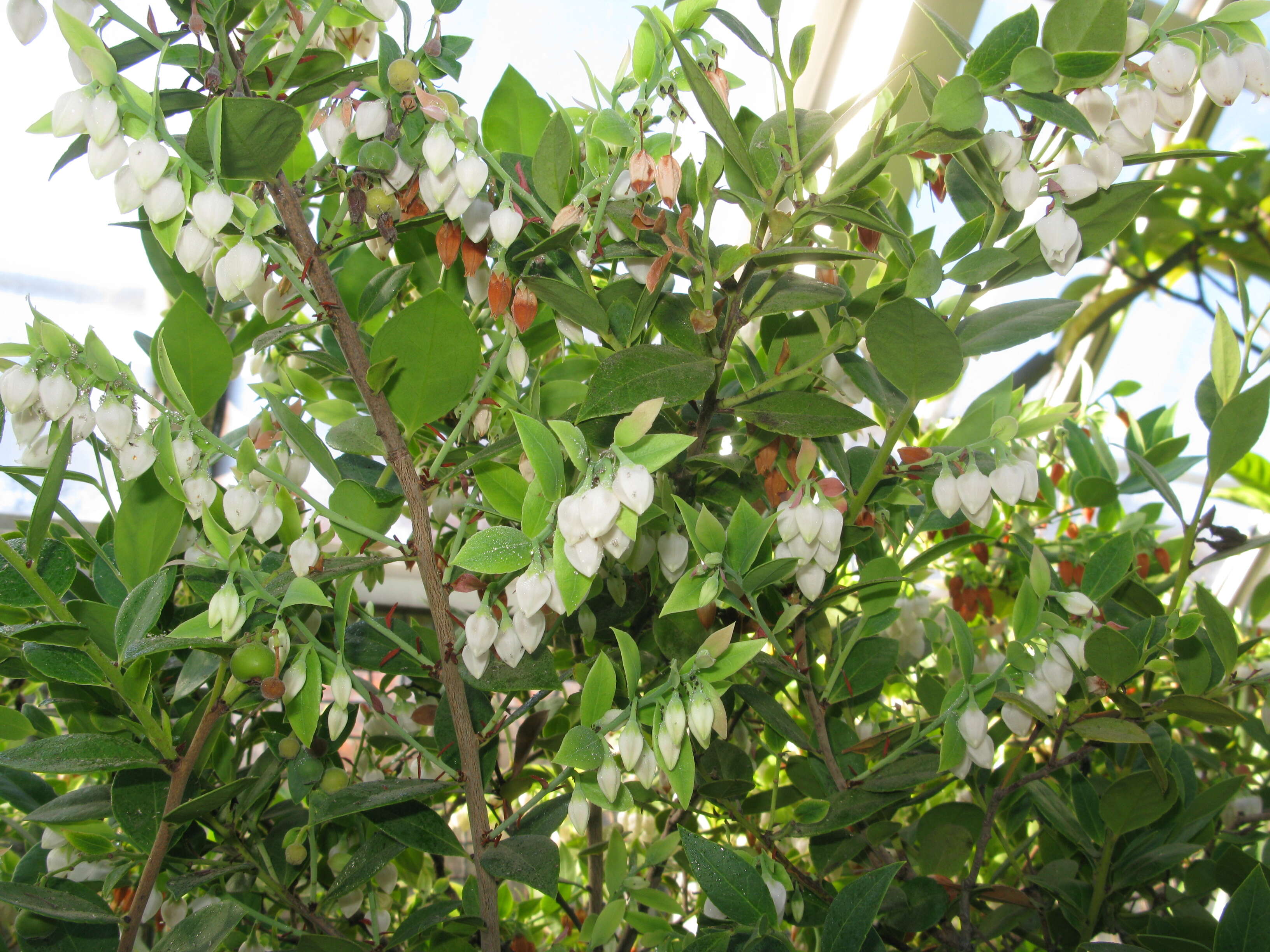 Image of Vaccinium boninense Nakai