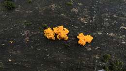 Image of Witches butter