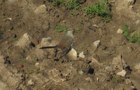 Image of White-banded Mockingbird