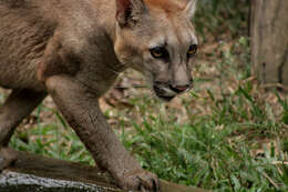 Image of Florida panther