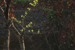 Image of Indian Gray Mongoose