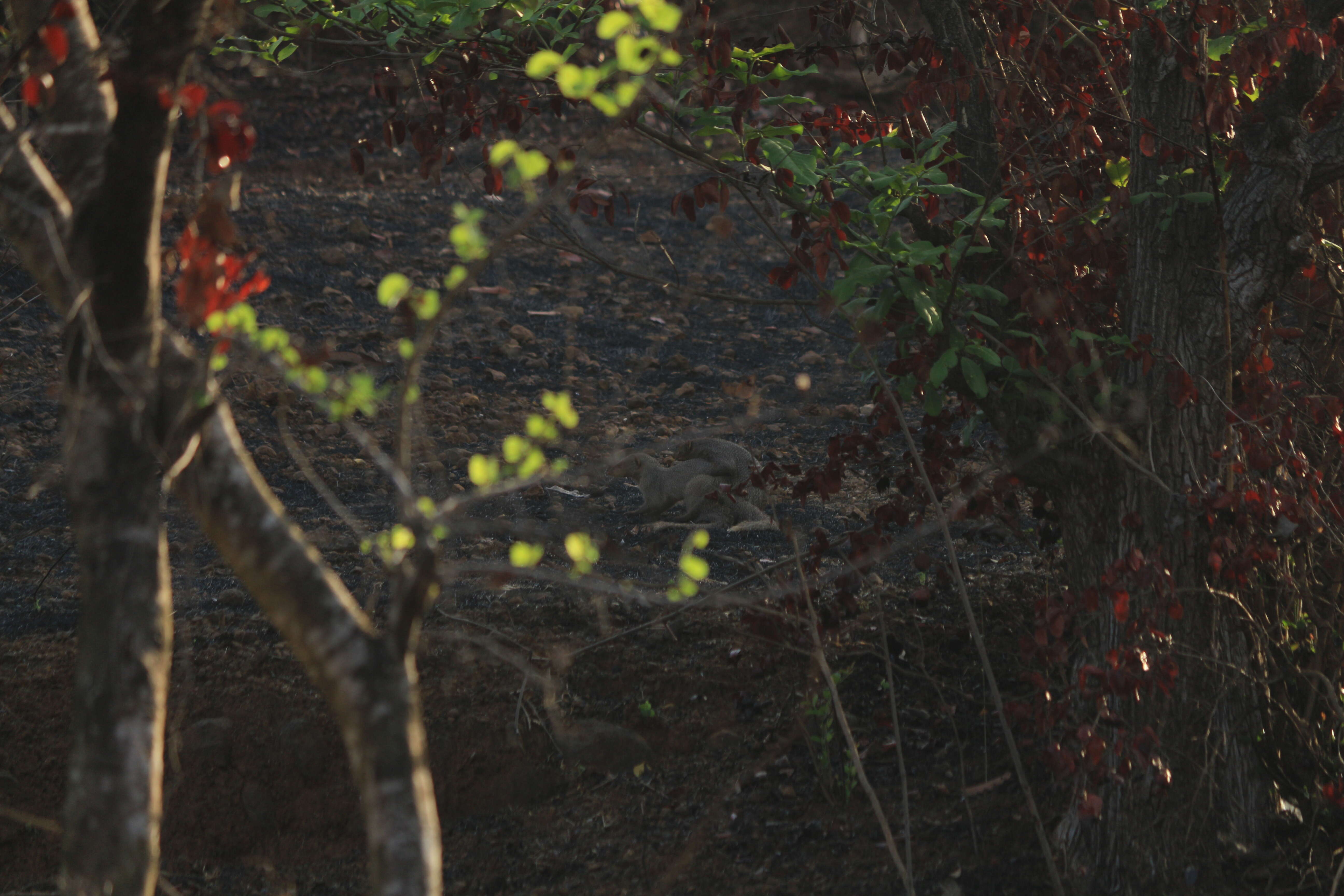 Image of Indian Gray Mongoose