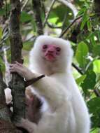 Image of Silky Sifaka