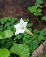 Image of Cypress Vine