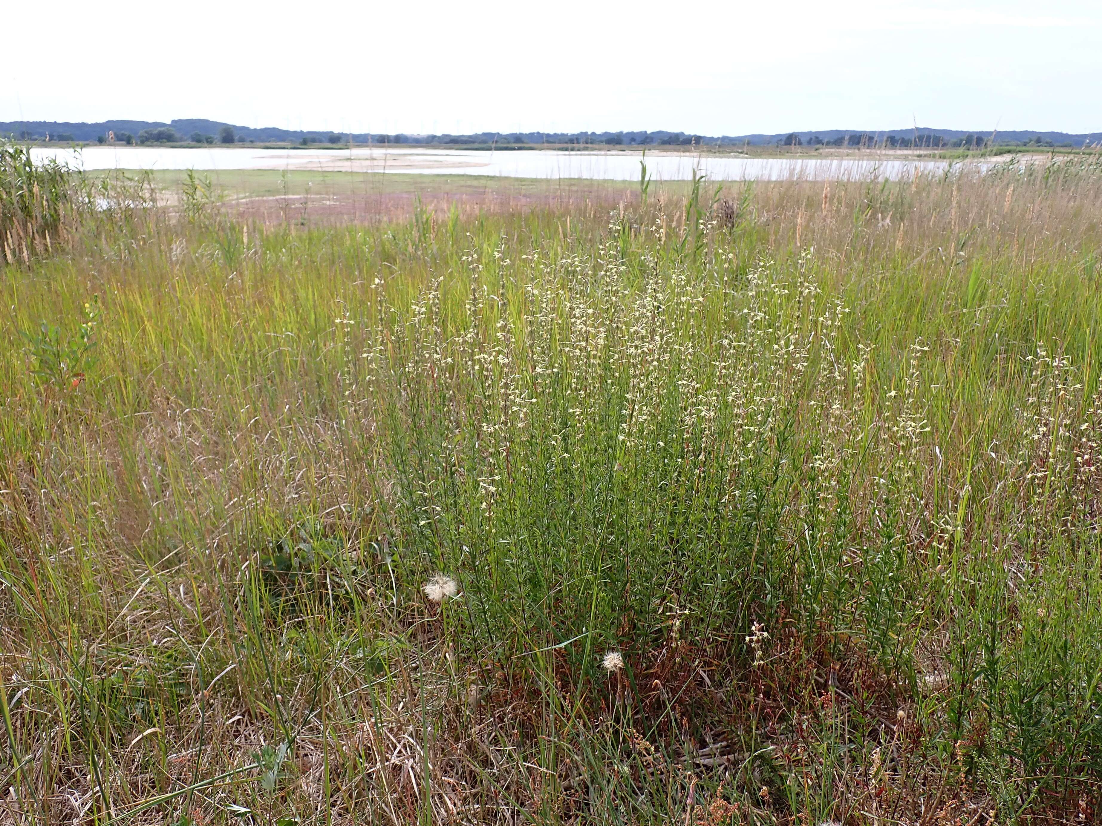 Image of Silene tatarica (L.) Pers.