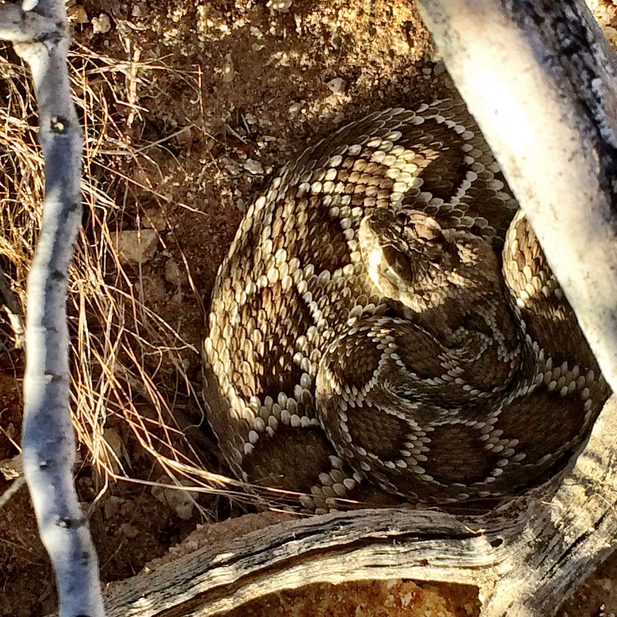 Image of Mohave Rattlesnake