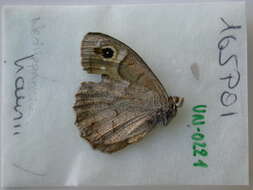 Image of Austaut's Grayling